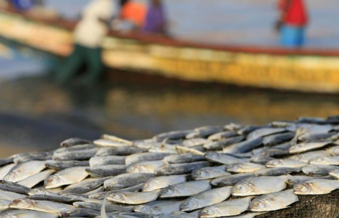 Europäische Boote sollen nach Ablauf des Abkommens den Fischfang vor dem Land einstellen