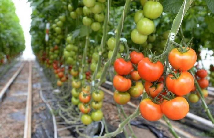 Riesige Tomatengewächshäuser: Die Präfektur Manche stoppt das Erweiterungsprojekt