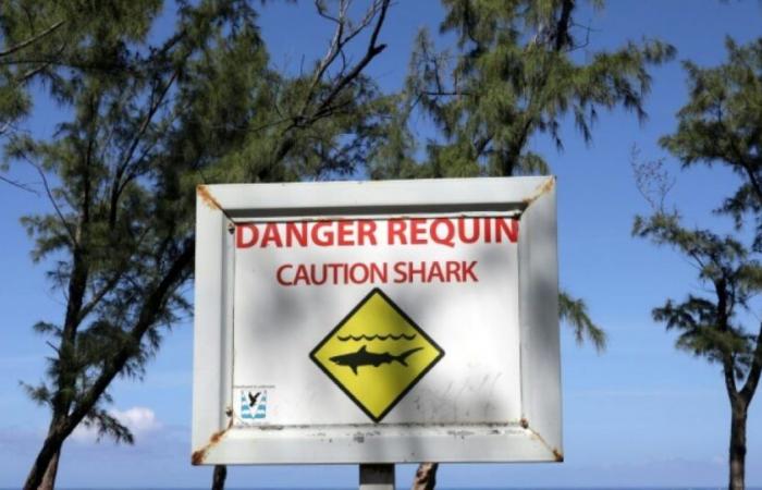 Laut australischen Forschern schreckt das Anzünden des Surfbretts Haie ab: News