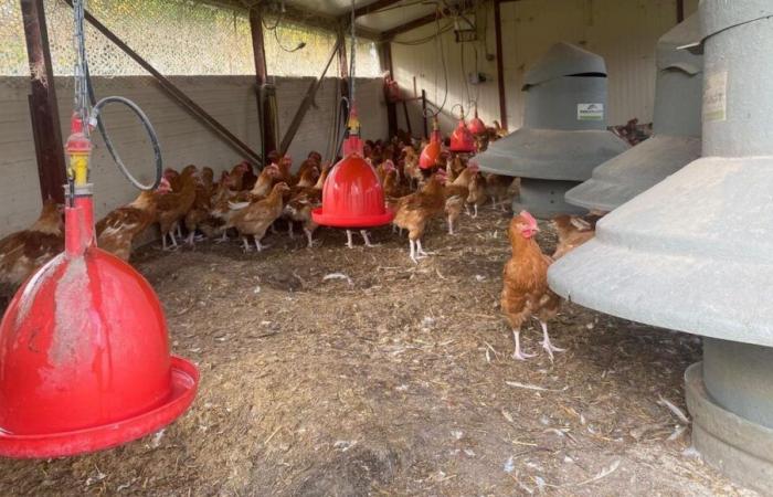 Côte-d’Or / Saône-et-Loire: Verstärkung der Maßnahmen zur Bekämpfung der Vogelgrippe