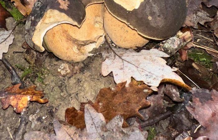 „In fünf Minuten habe ich einen Korb gefüllt“: Steinpilze im November erfreuen die Sammler von Tarn-et-Garonne