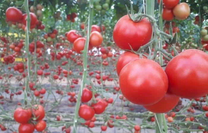 Erweiterung der Tomatengewächshäuser in Isigny-le-Buat: Nein! Die Präfektur Manche hat entschieden