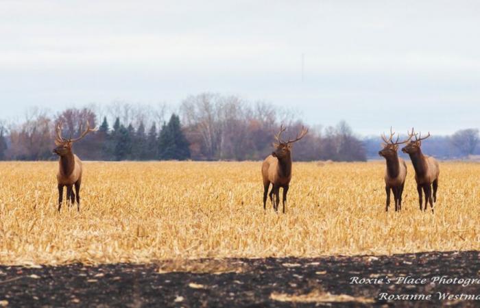 Fotograf fängt seltene Elchsichtung in der Nähe von Fargo ein – InForum