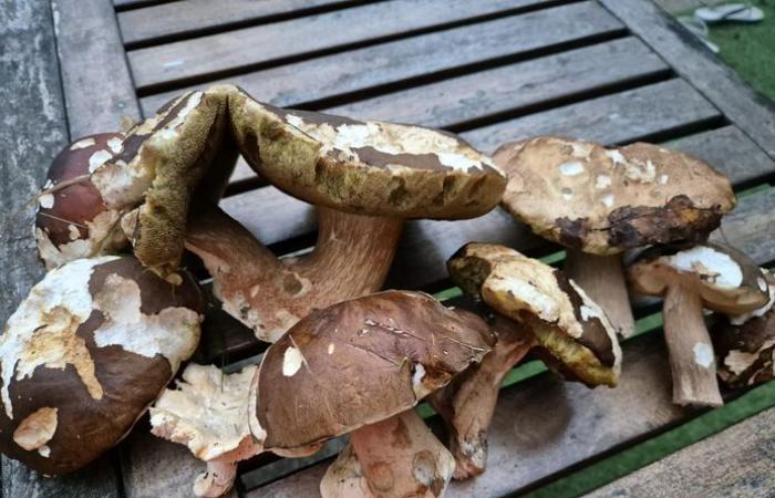 „In fünf Minuten habe ich einen Korb gefüllt“: Steinpilze im November erfreuen die Sammler von Tarn-et-Garonne