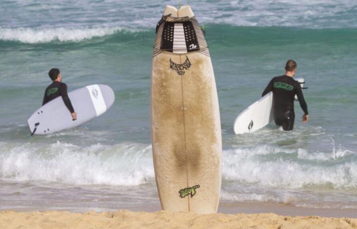 Laut australischen Forschern trägt das Anzünden Ihres Surfbretts dazu bei, das Risiko von Angriffen durch Weiße Haie zu verringern