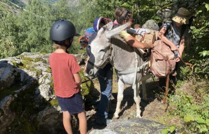 Hautes-Alpes. Die Eseltreiber Frankreichs trafen sich dieses Wochenende in Buëch