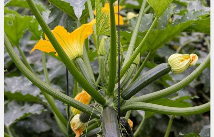 „Marokko hat bereits damit begonnen, Zucchini nach Frankreich zu liefern, und das spiegelt sich in den Preisen wider“