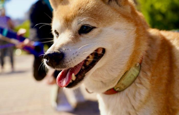 Was ist los mit dem Dogecoin-Rivalen Shiba Inu (SHIB)?