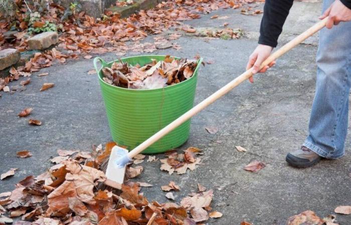 Wer ist für das Einsammeln von Laub im Herbst verantwortlich? Wir antworten Ihnen