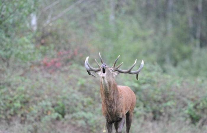 Sie haben angeblich außerhalb der Jagdsaison in Orne ein Reh getötet: Zwei Jäger legen Berufung ein