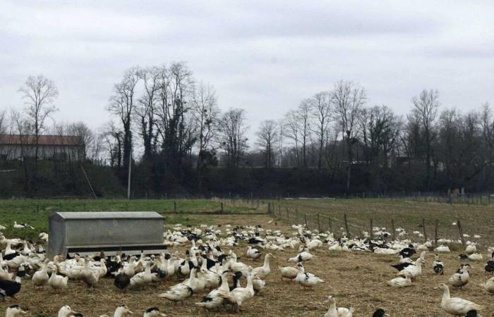 Bedenken der Produzenten hinsichtlich der Haltung von Enten