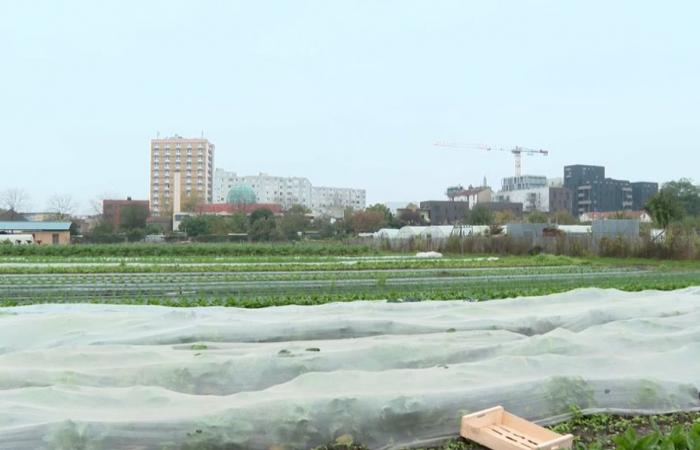 VIDEO. Einer der letzten Gärtner aus der Plaine Saint-Denis erzählt von seiner landwirtschaftlichen Vergangenheit in der Nähe von Paris