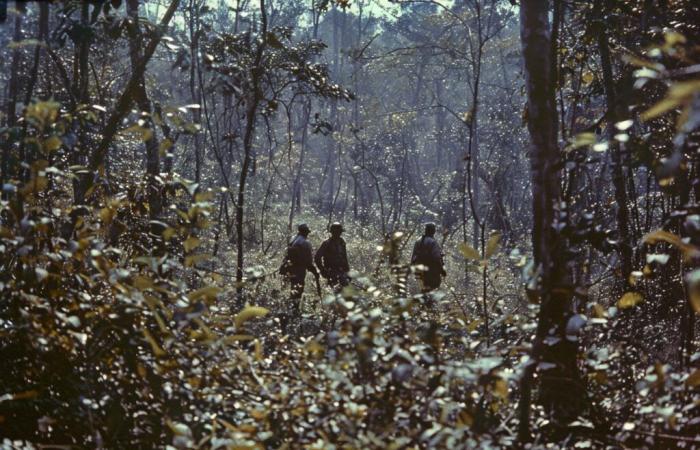 Verdächtiger festgenommen, nachdem Leiche im Wald entdeckt wurde