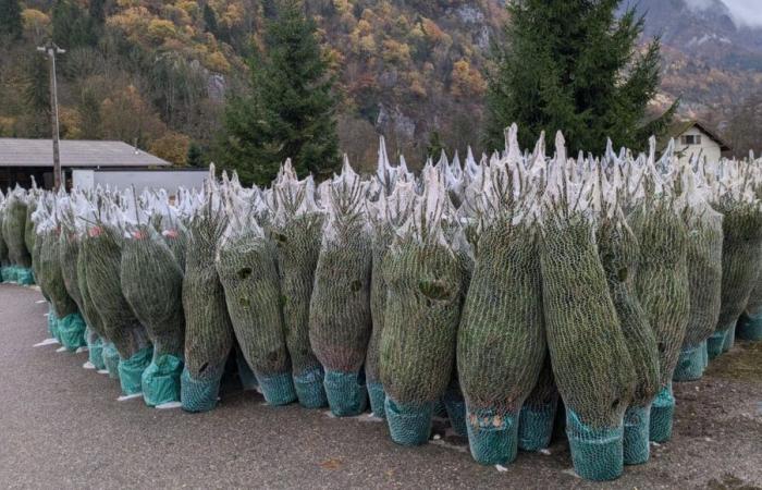 Savoie: Das Schneiden der Weihnachtsbäume hat begonnen