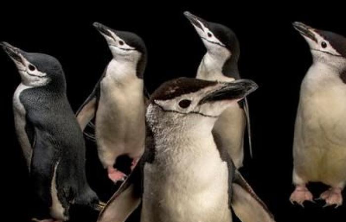 Diese Pinguin-Eltern überleben mit 4-sekündigen Mikro-Nickerchen