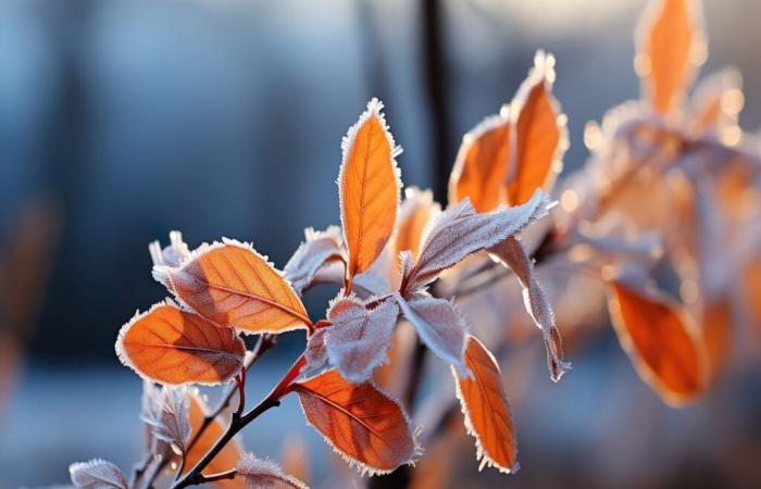 Rückkehr des Frosts in Frankreich! Was erwartet Sie? Werden Sie von dieser Erkältung betroffen sein? Entdecken Sie die Prognose