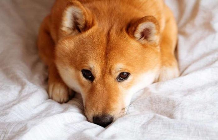 Shiba Inu und Dogecoin fallen im zweistelligen Bereich zurück, da die Rallye abkühlt, Liquidationen bis zu 900 Millionen US-Dollar