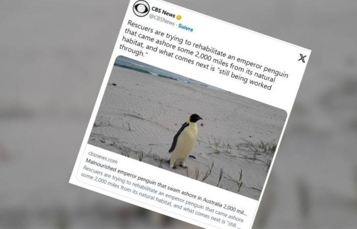 Gus, ein Kaiserpinguin, der sich 3.400 Kilometer zu weit nördlich verirrt hat, landet an einem australischen Strand