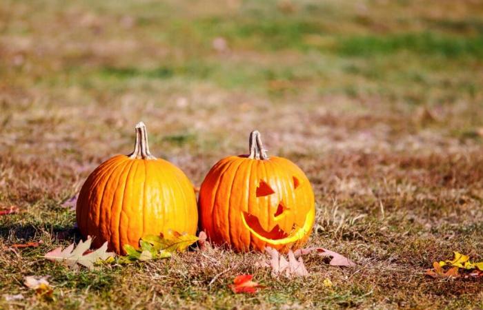 Ihre Halloween-Kürbisse könnten der Artenvielfalt schaden: So recyceln Sie sie intelligent