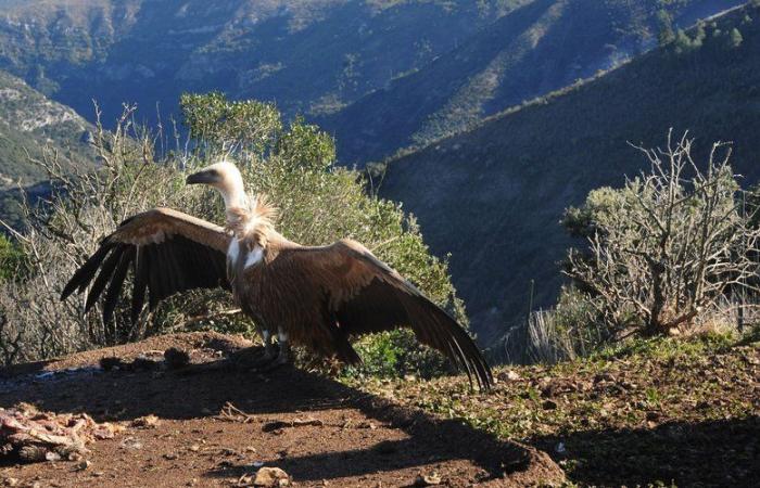 Angriffe auf lebende Tiere: Die Präfektur Aveyron erlaubt Schreckschüsse auf den Gänsegeier