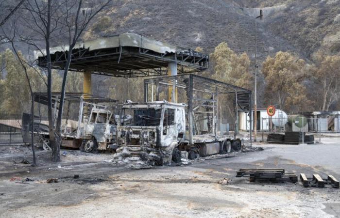 Bekämpfen Sie auf Sizilien Brände durch die Aussaat feuerfester Pflanzen