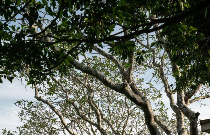 In Sri Lanka ein außergewöhnlicher Garten, entworfen von Geoffrey Bawa