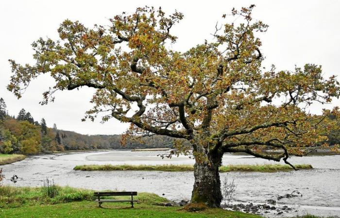 Steht der schönste Baum Frankreichs in der Abtei Saint-Maurice in Clohars-Carnoët?