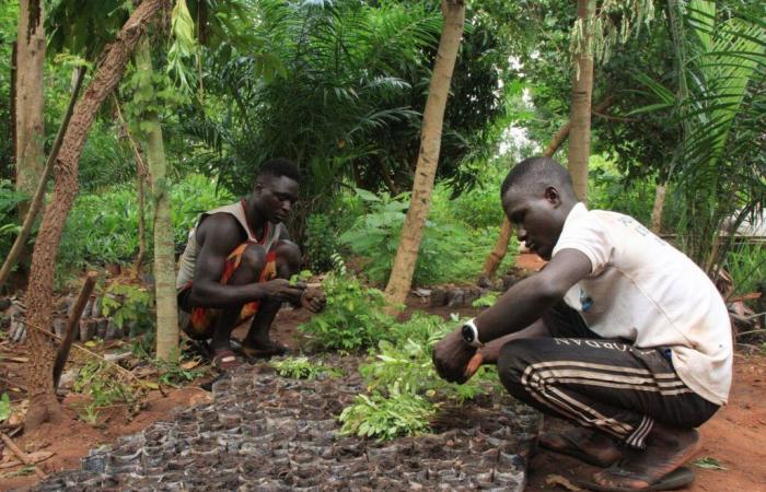 Afrika versteht sich als Drehscheibe des künftigen globalen Marktes für Verschmutzungsrechte