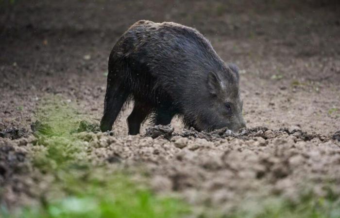 Wildschweine in der Loire-Atlantique: In den letzten 4 Monaten so viel Schaden wie im gesamten letzten Jahr!