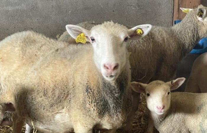 Die Übernahme eines Bauernhofs in Creuse ist die Entscheidung von Perrine und Aurélien