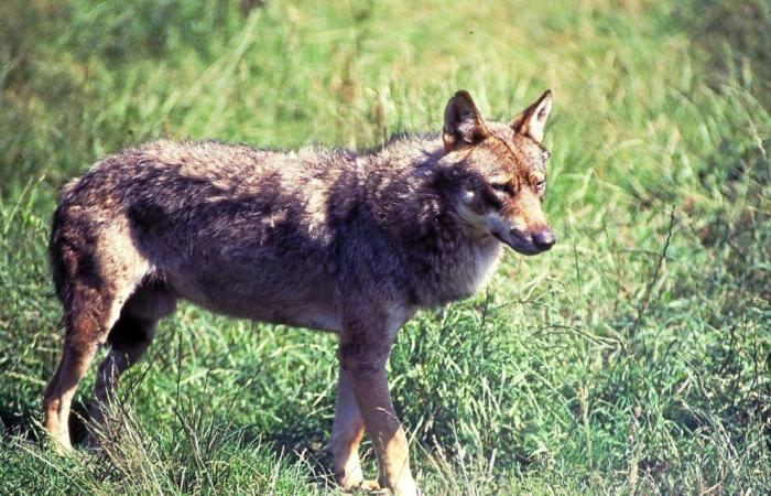 Runder Tisch zum Thema Wolfsprädation, in Plounéour-Ménez, 20. November