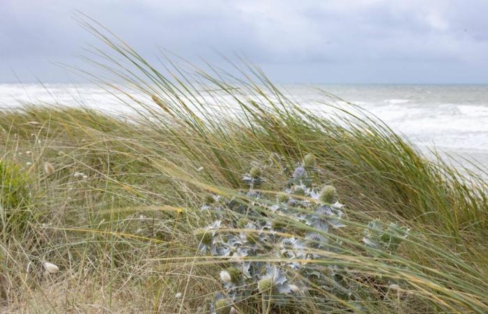 Angesichts des Vordringens des Meeres waren ein Bauer und seine Familie gezwungen, ihr Land zu verlassen