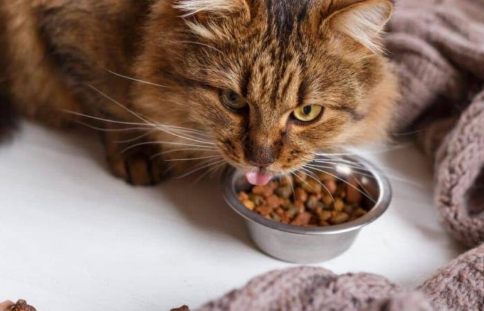 Laut 60 Millionen Verbrauchern das beste Katzenfutter aus dem Supermarkt