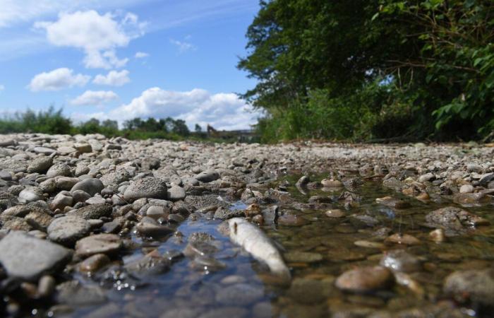 Das Flusswasser erwärmt sich, sind Fische in Gefahr?