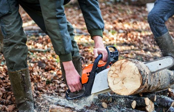 Landes: Jonathan Crabos, Holzfäller, ein leidenschaftlicher Profi im Dienste des Waldes