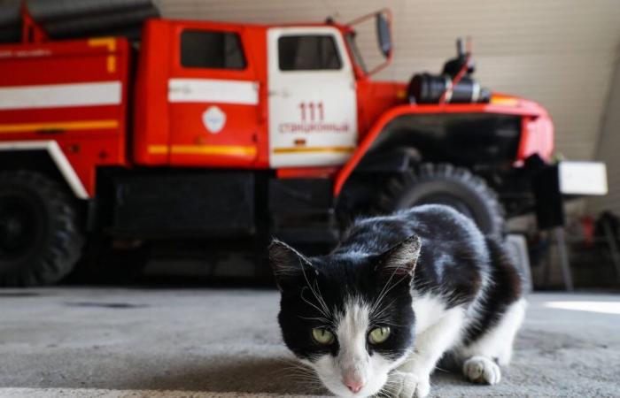 Feuerwehrleute retten Katze, die in Glasbehälter gefallen ist