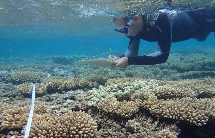 Die Korallenriffe der Insel La Réunion in geliehener Zeit