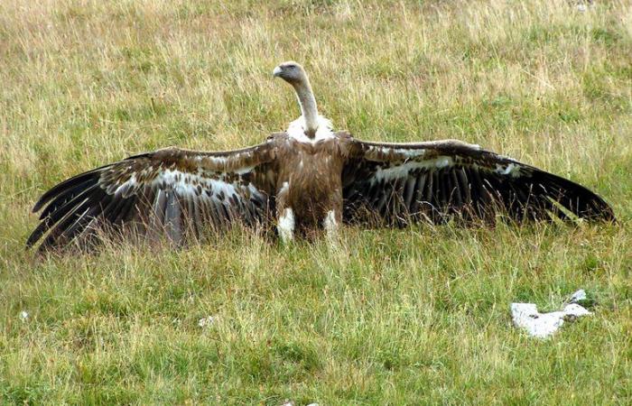 Um „auf die wachsenden Bedenken der Züchter zu reagieren“, genehmigt die Präfektur Aveyron Schreckschüsse auf den Gänsegeier