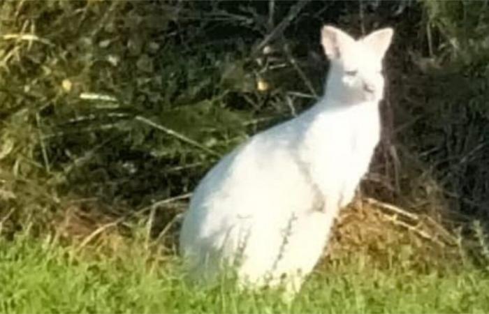 Ein weißes Wallaby läuft frei in einer Stadt in der Vendée umher