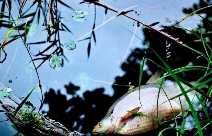 Durch die globale Erwärmung bedrohte Fische in den Flüssen von Maine-et-Loire