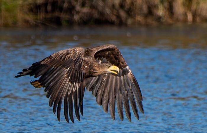 eine Plattform, um Greifvögeln beim Nestbau in Brenne zu helfen