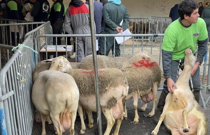 Entdecken Sie die zehn Studenten, die Lozère während der zwanzigsten regionalen Ovinpiades vertreten werden