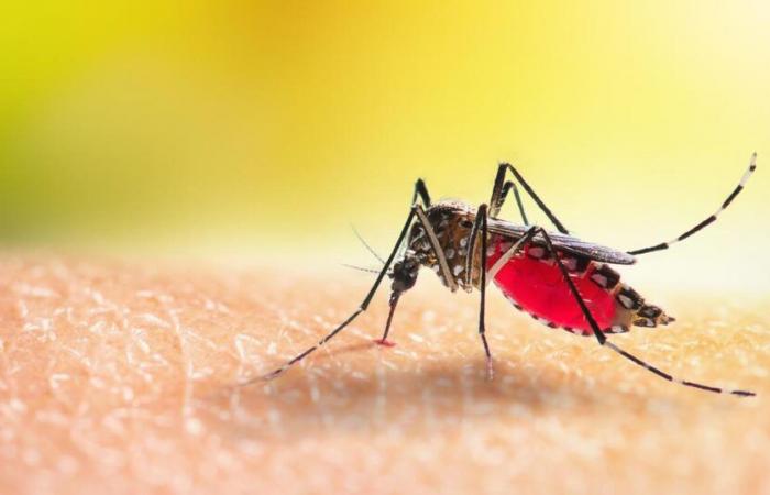 Dengue-Epidemie in Guadeloupe ausgerufen