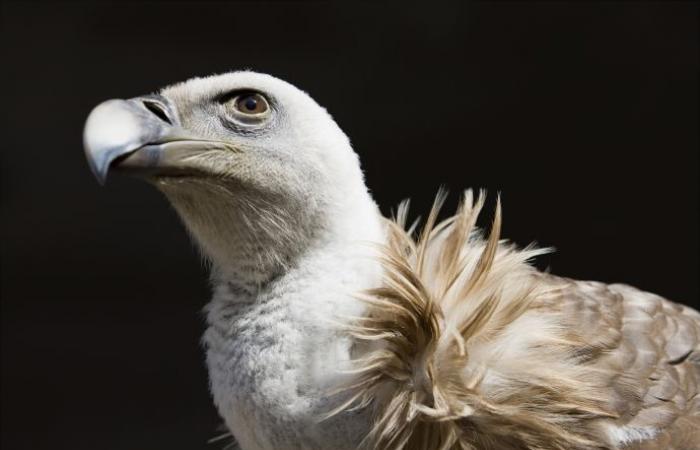 Der Staat genehmigt das Abschrecken von Geiern im Aveyron – LPO (Liga für den Schutz der Vögel)