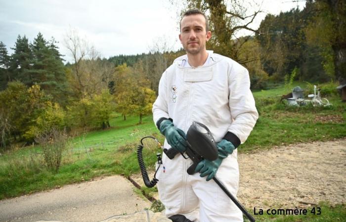 Diese besorgniserregende Invasion der Asiatischen Hornisse in der Haute-Loire