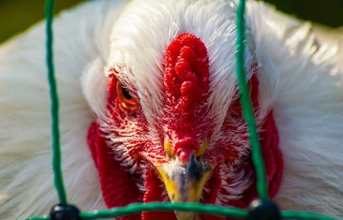 Welche Maßnahmen gibt es für Geflügel- und Wildzüchter?