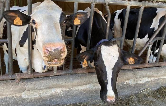 Besonderer Tag der „Agrarkrise“: France Bleu Périgord lebt bei einem Milchbauern in der Dordogne