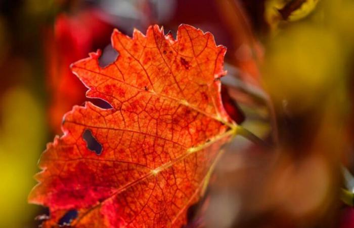 Sinkende Temperaturen, Mistral, aber Sonnenschein das ganze Wochenende