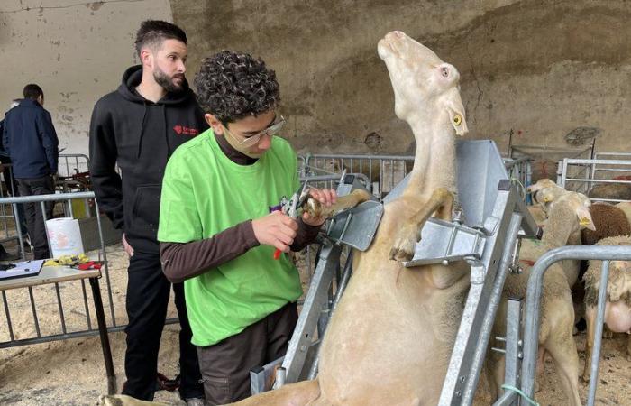 Entdecken Sie die zehn Studenten, die Lozère während der zwanzigsten regionalen Ovinpiades vertreten werden