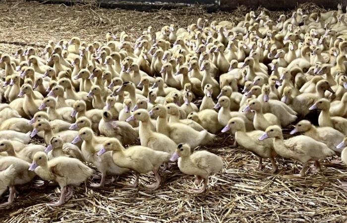 In Saint-Etienne-d’Orthe wurde ein Ausbruch der Vogelgrippe festgestellt, der zweite in den Landes